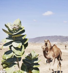 Hawana-Salalah-Dohfar-Oman-Camels-1