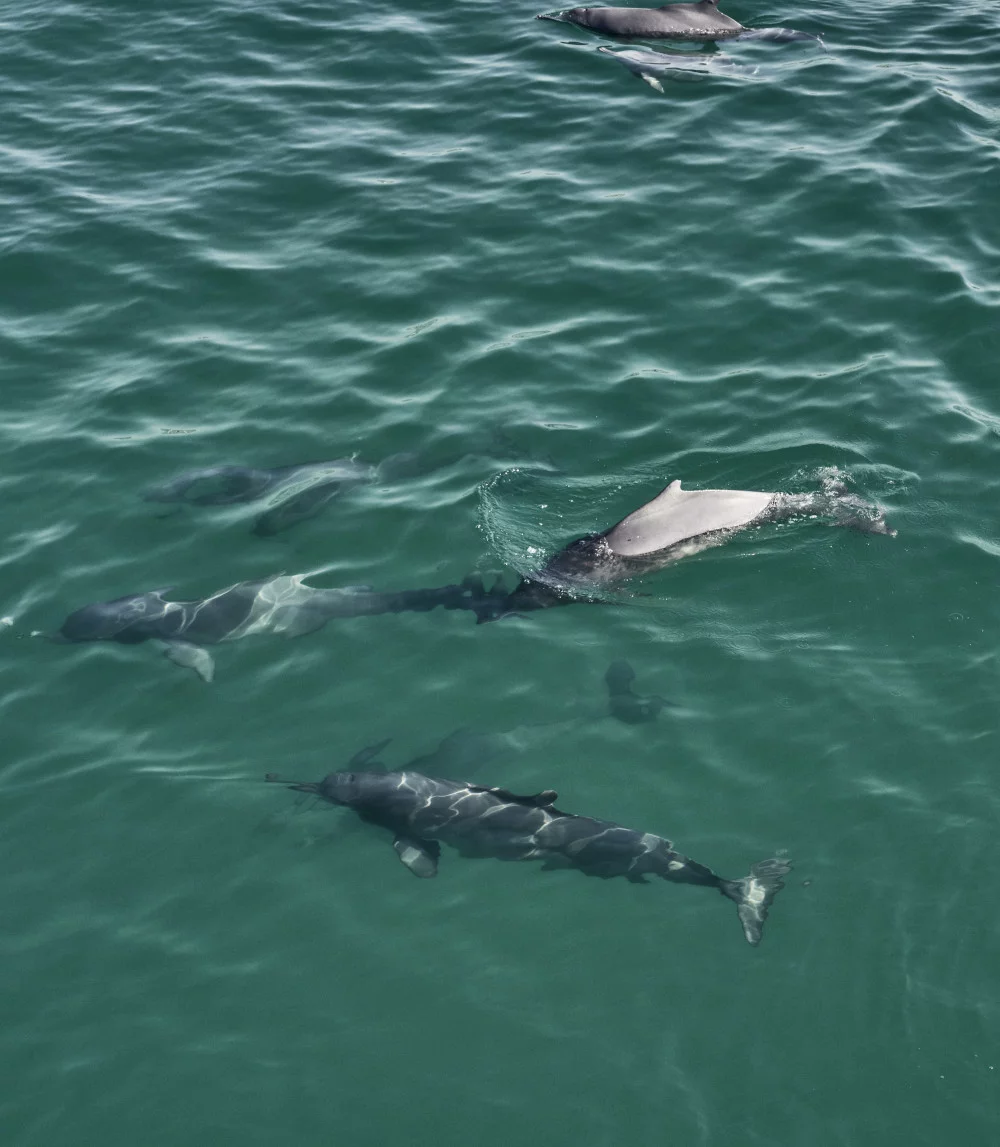 Hawana-Salalah-Dohfar-Oman-Dolphins-2