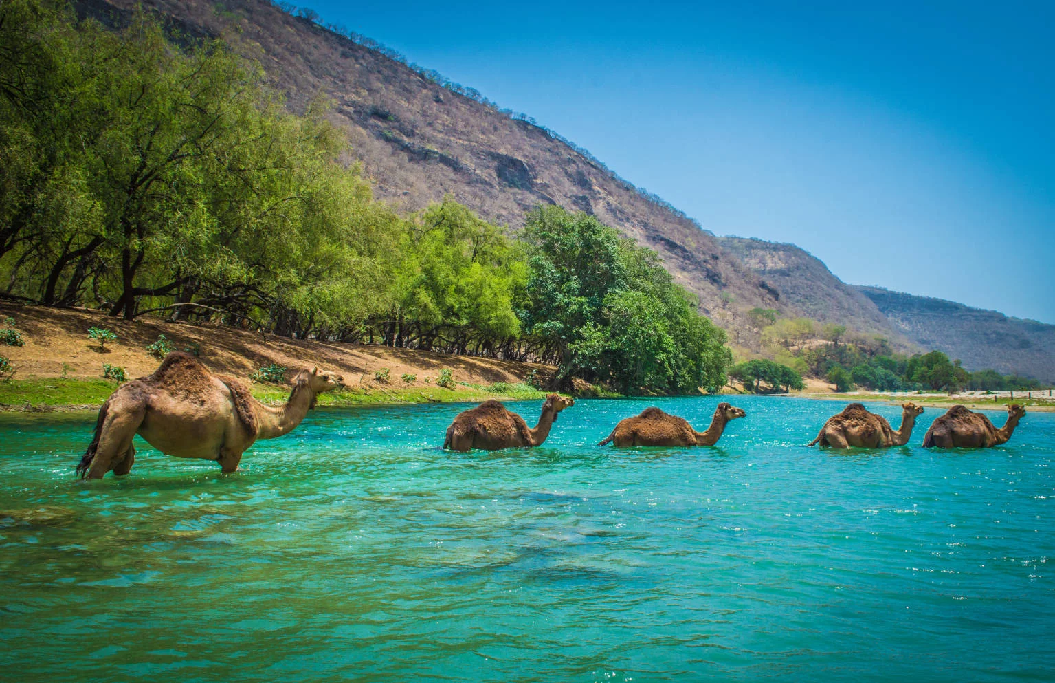 Salalah-Dhofar-Khareef-camels-river