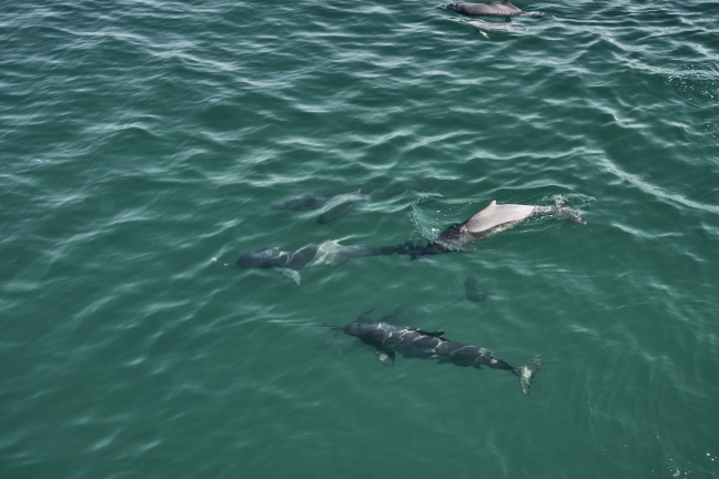 Hawana-Salalah-Dohfar-Oman-Dolphins-scaled