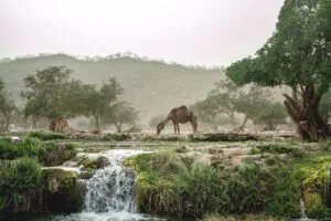 A camel in the nature surrounded by trees and green spaces with a small waterfall. 