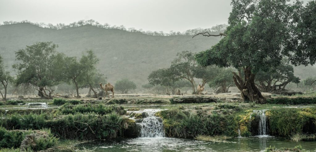 Oman Wadi Dirbat