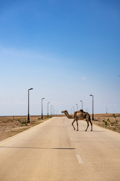 A camel passing the road at Salalah Oman