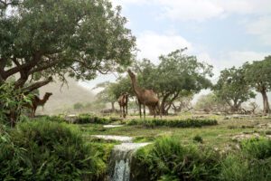 Camels in the nature of Wadi Dirbat, Oman