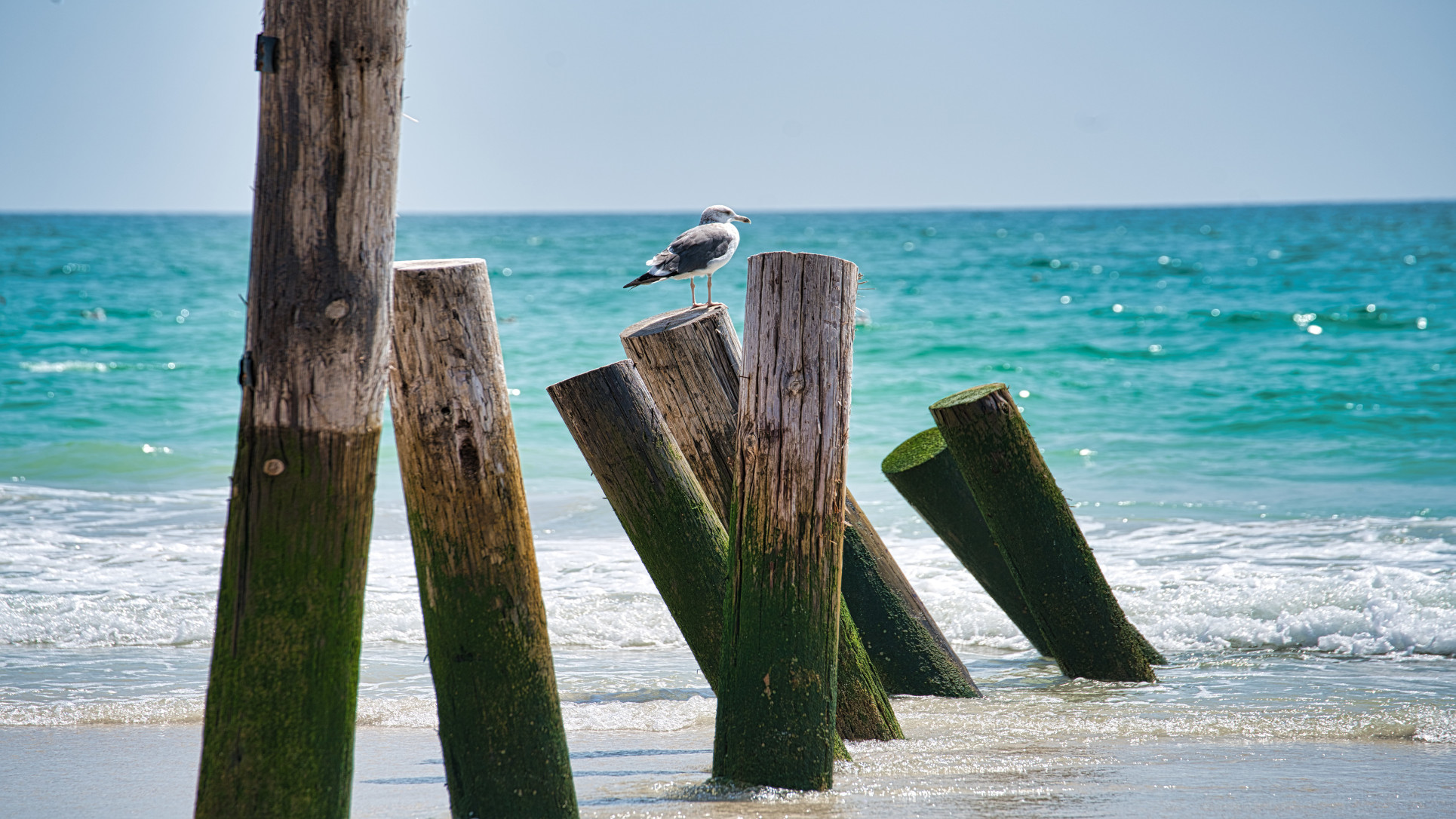 Bird sitting on woods set by the beach at Rotana Salalah Oman.