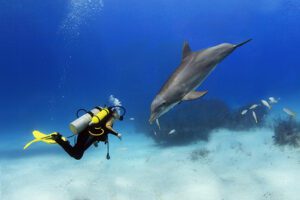 Diver plays with a posing dolphin