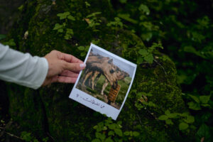 Hawana_Salalah_Khareef_-11