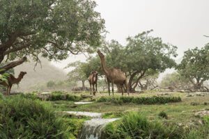 Camels eating from the trees in a green area during Khareef at Salalah Oman