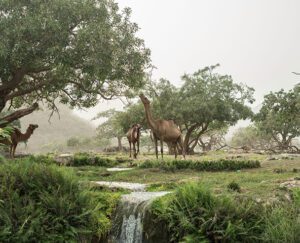 Camels are eating from the trees in a green area during Khareef at Salalah Oman